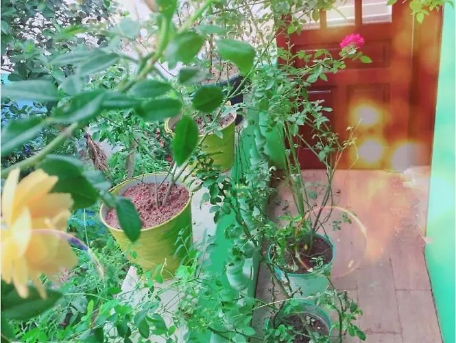 Mirin Homestay Frühstückspension Hạ Long
